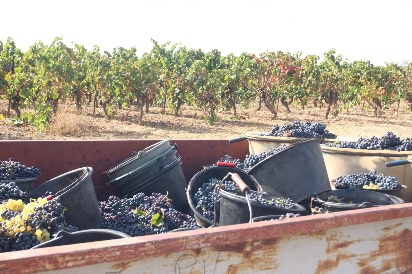 Une remorque de comportes dans les vignes