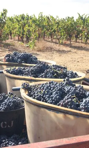 Des caisses de raisin noir