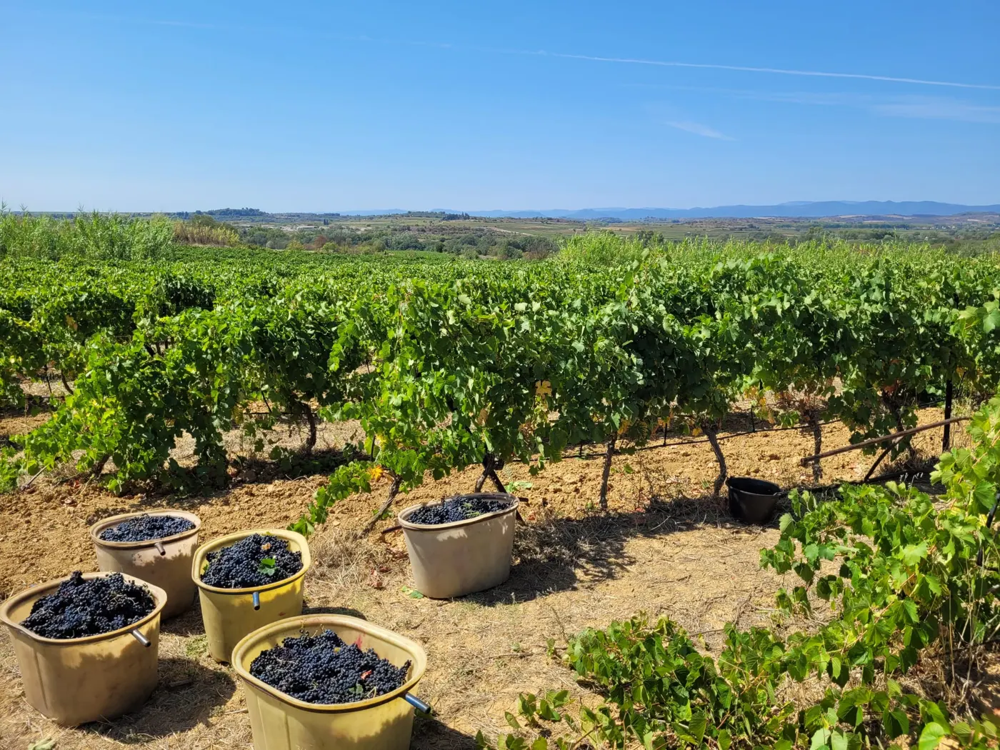 Des comportes pleines de raisin au bout des rangs